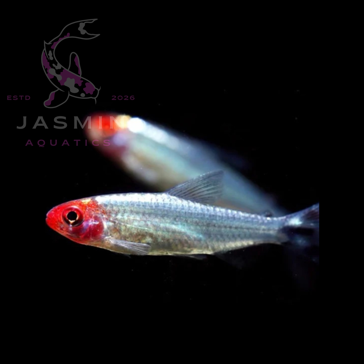 Brilliant Rummy Nose Tetra (Hemigrammus bleheri or Petitella bleheri)