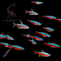 Cardinal Tetra (Paracheirodon axelrodi)