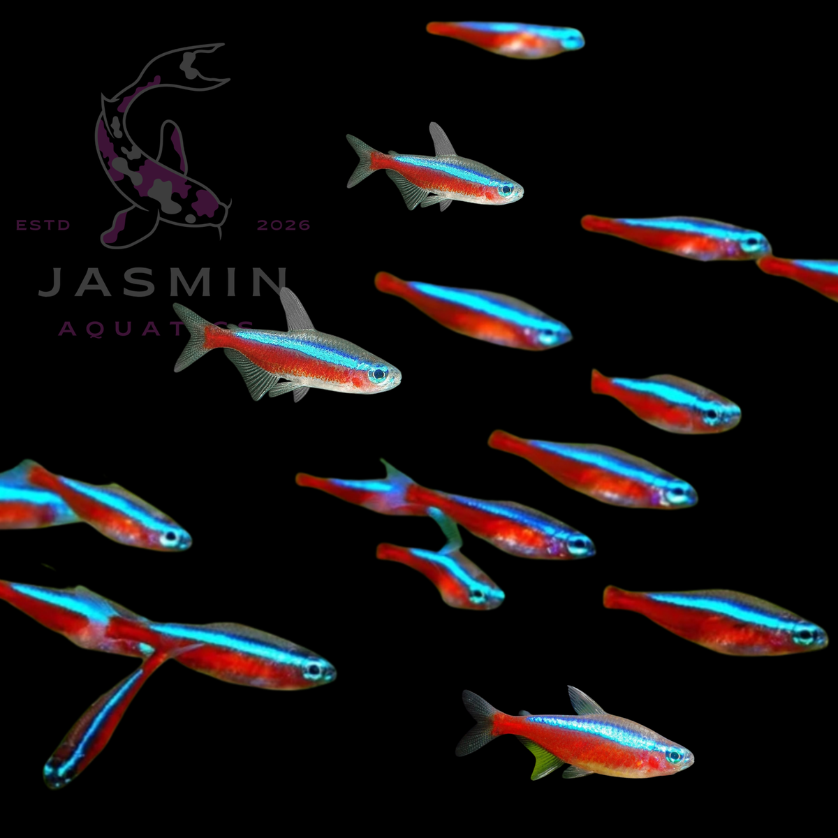 Cardinal Tetra (Paracheirodon axelrodi)