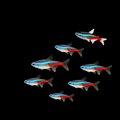 Neon Tetra (Paracheirodon innesi)