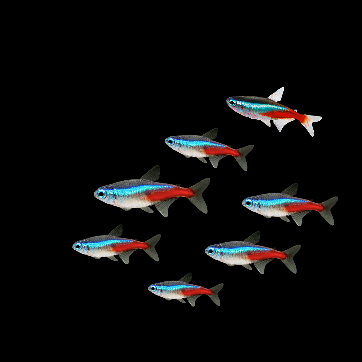 Neon Tetra (Paracheirodon innesi)