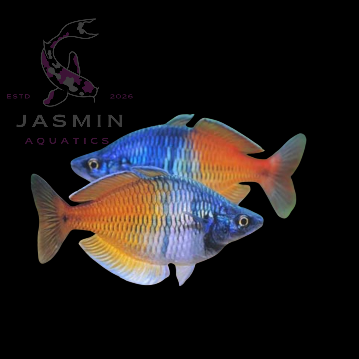 Boesemani Rainbowfish (Melanotaenia boesemani) Preorder (10-15 days delivery)