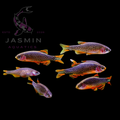 Galaxy Rasbora (Danio margaritatus or Celestial Pearl Danio (CPD) Preorder (10-15 days delivery)