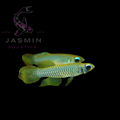 Norman's Lampeye Killifish (Poropanchax normani)