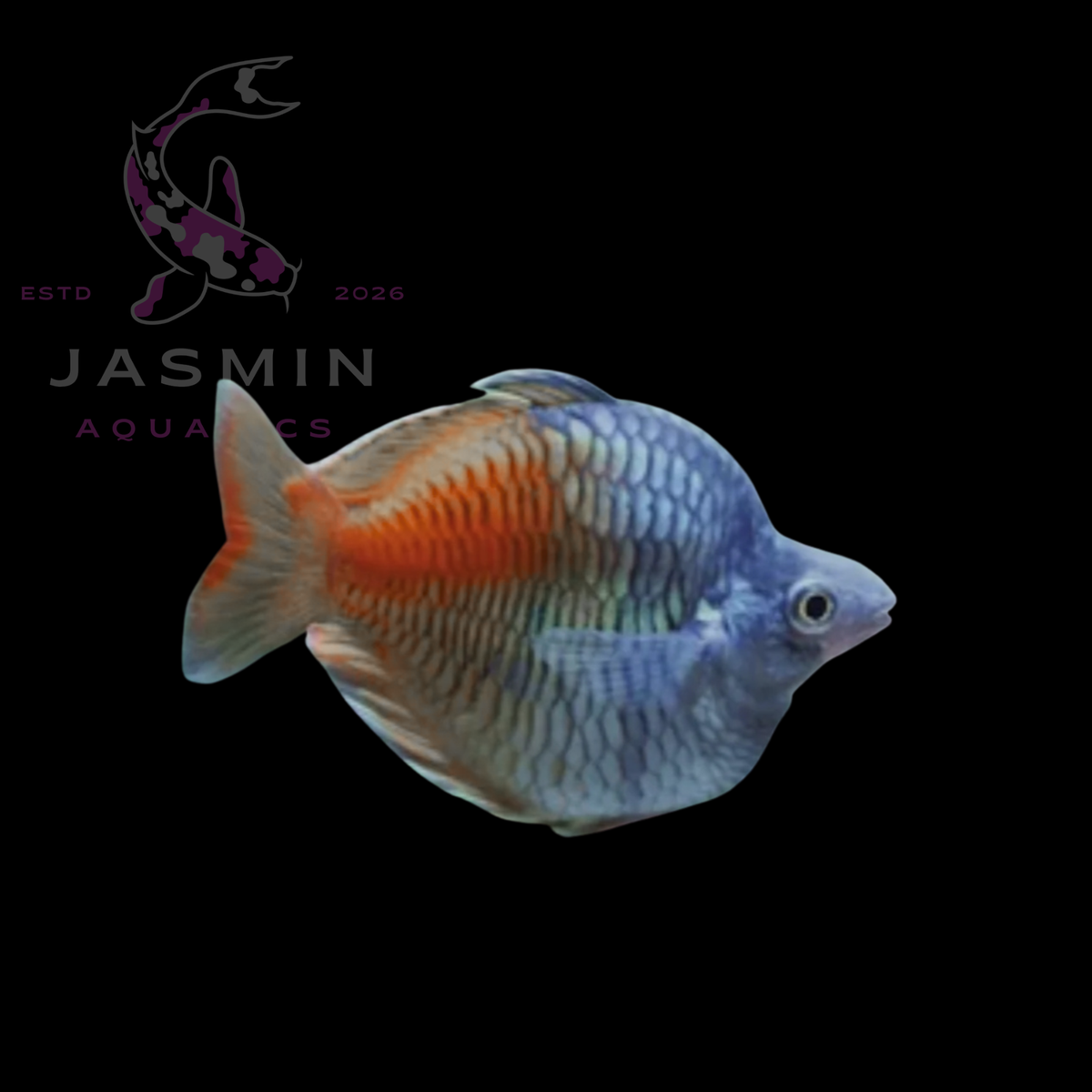Balloon Boesemani Rainbowfish