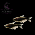 Black Palmeri Tetra (Nematobrycon palmeri var. "black"), Black Emperor Tetra