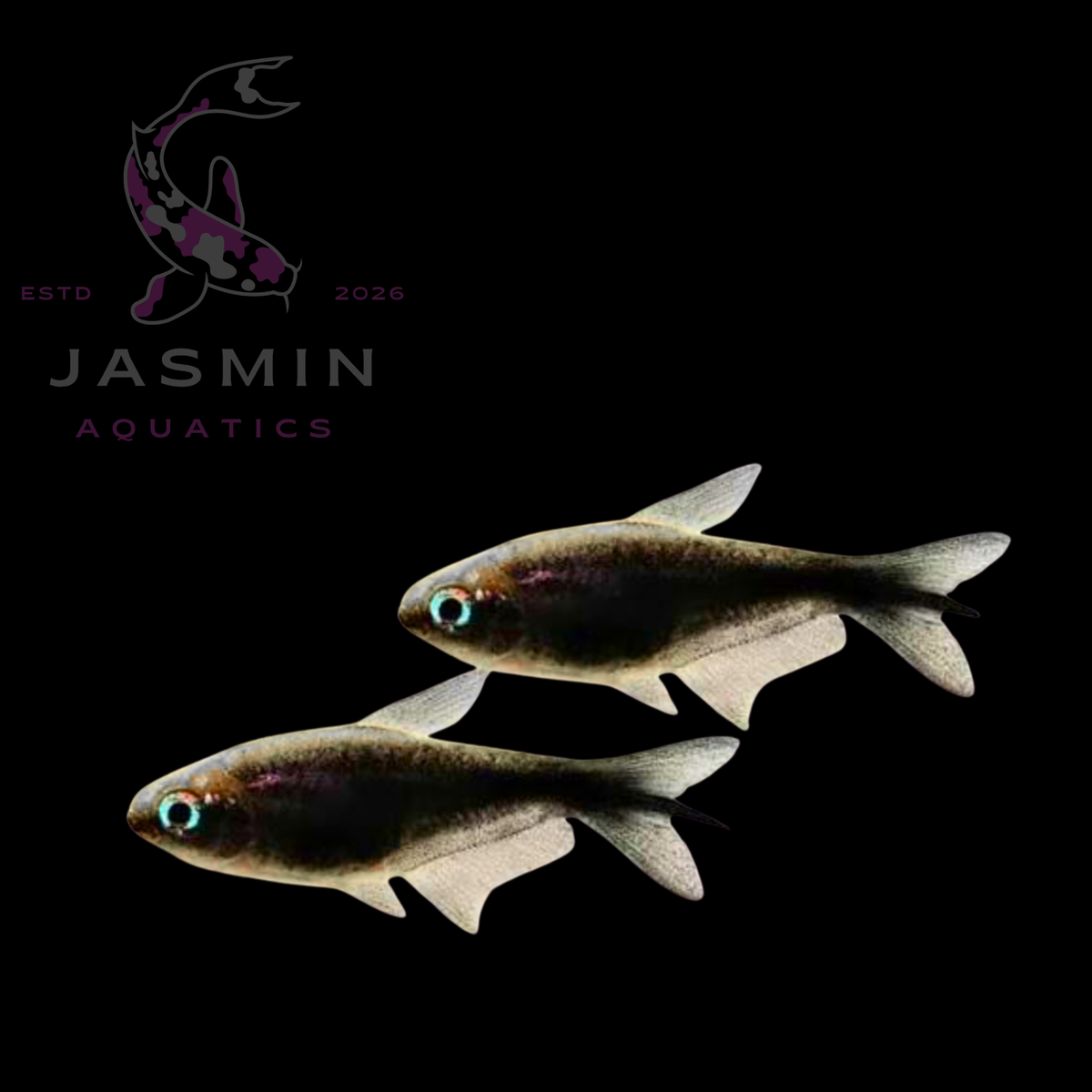 Black Palmeri Tetra (Nematobrycon palmeri var. "black"), Black Emperor Tetra