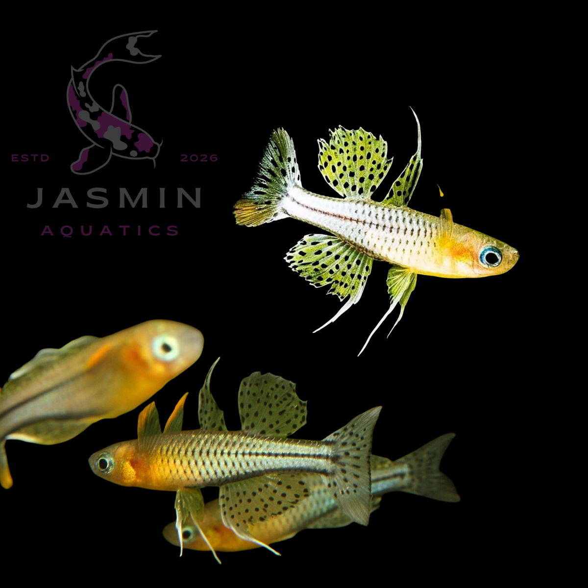 Spotted blue-eye rainbowfish (Pseudomugil gertrudae), Gertrude's rainbow