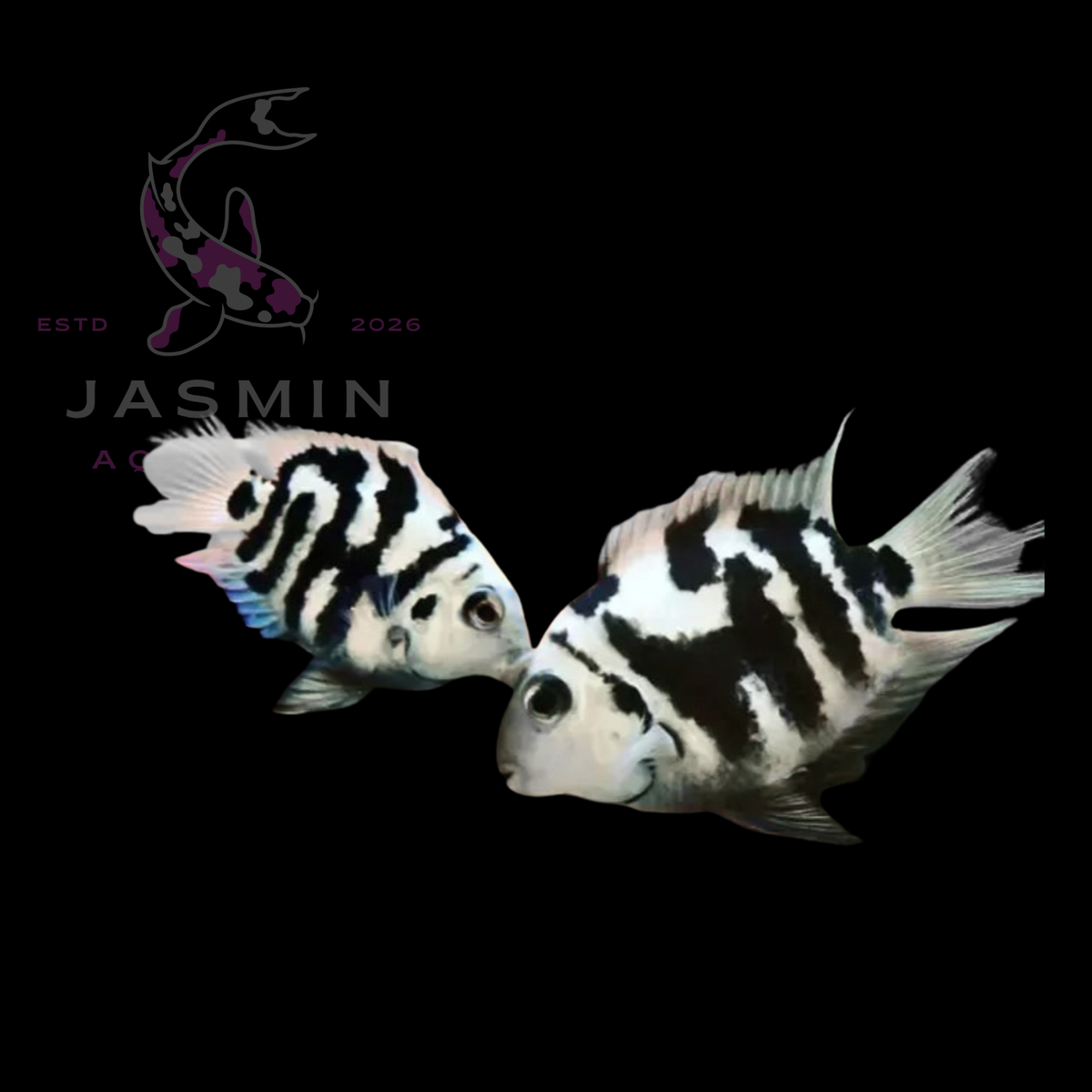Polar Parrot fish (Polar Blue Parrot Cichlid)