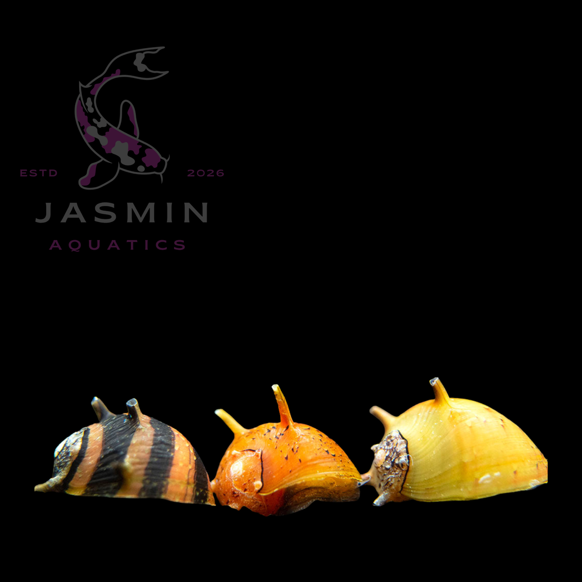 Horned Snail (Horned Nerite Snail, Clithon Corona)