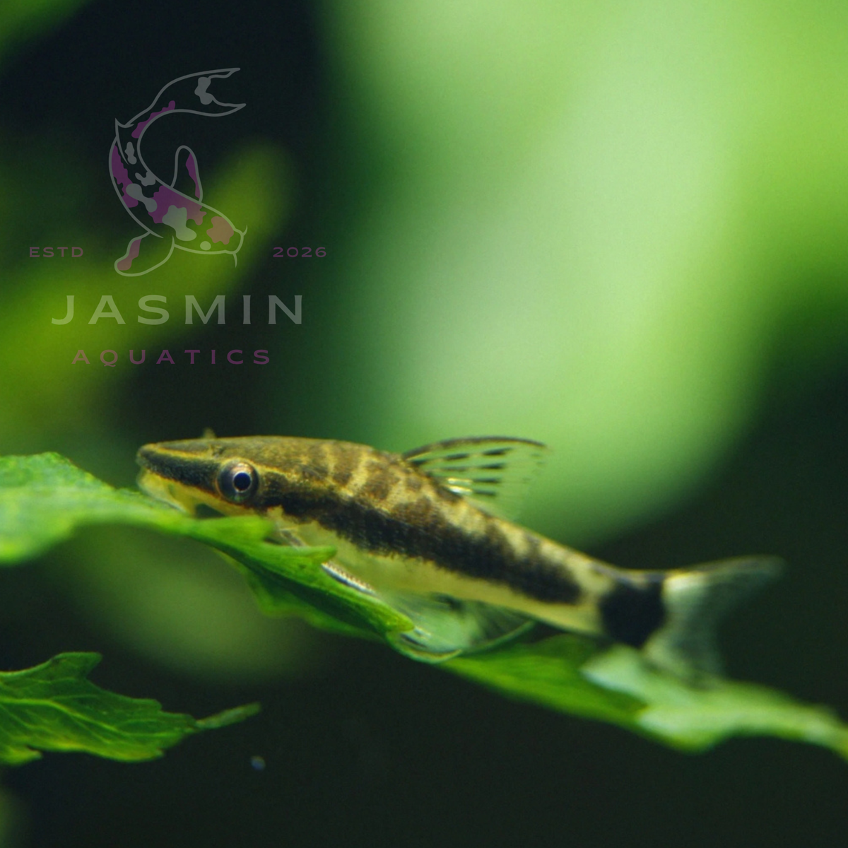Otocinclus Catfish ("Otos") 2cm