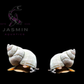 White wizard Snail (Filopaludina Martensi)