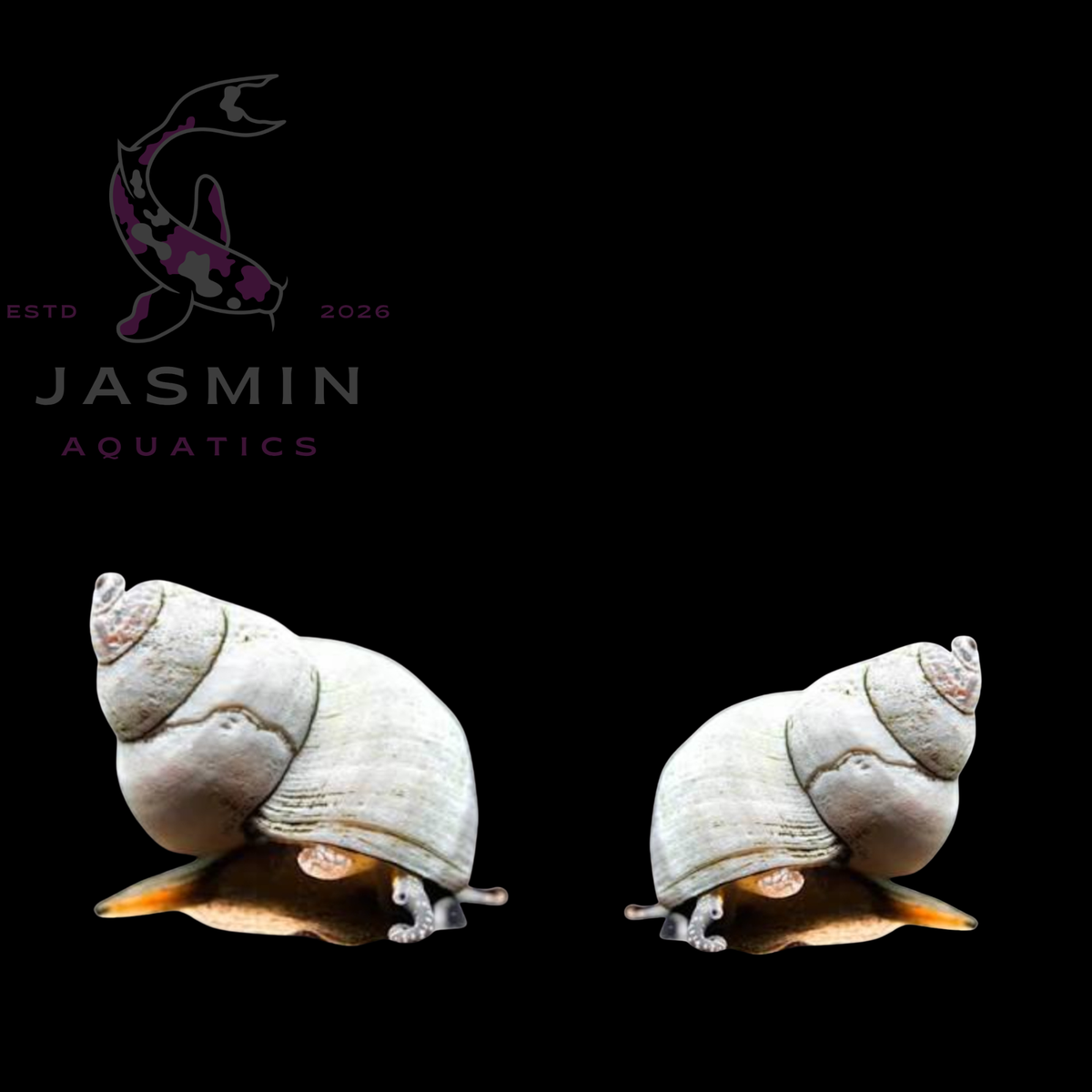 White wizard Snail (Filopaludina Martensi)