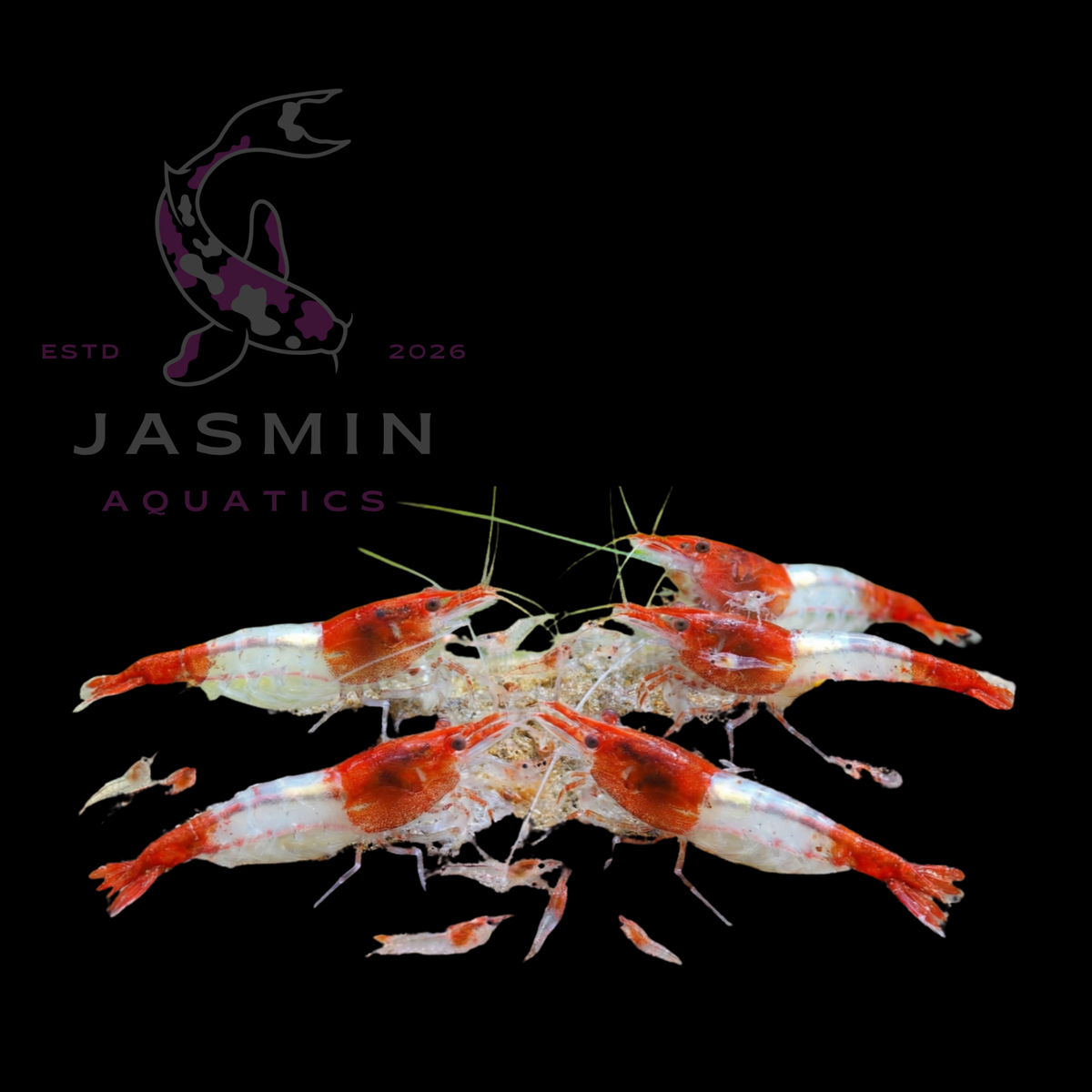 Red Rili shrimp (Neocaridina davidi)
