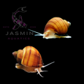 Chestnut Apple Snail - Mystery Snail (Pomacea bridgesii)