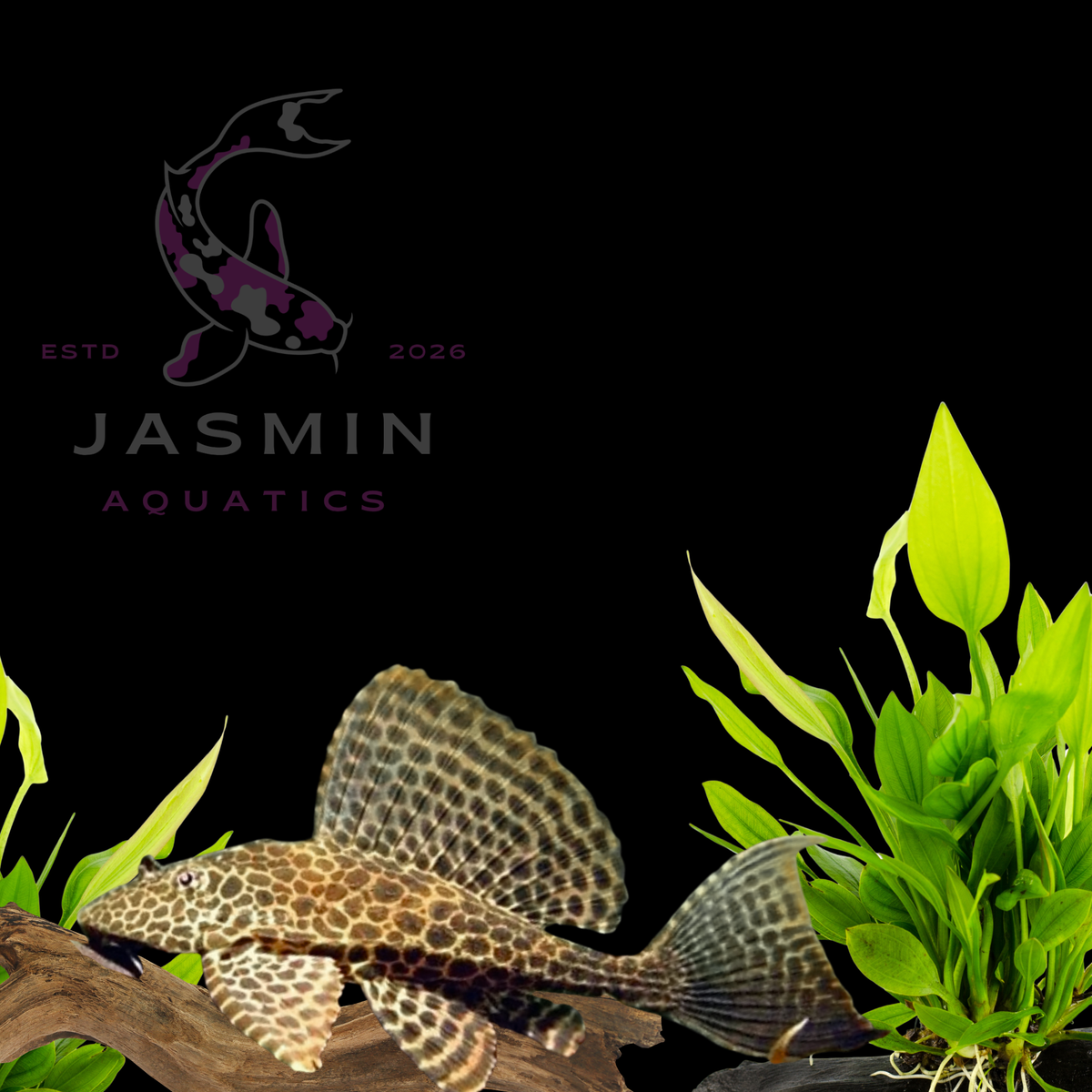 Leopard Sailfin Pleco (Pterygoplichthys gibbiceps) 3-4cm