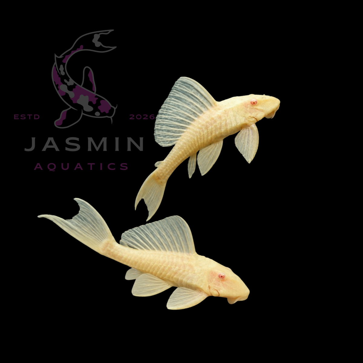 Albino Sailfin Pleco (Pterygoplichthys gibbiceps) 3-4cm