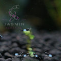 Carbon Rili shrimp (Neocaridina davidi)