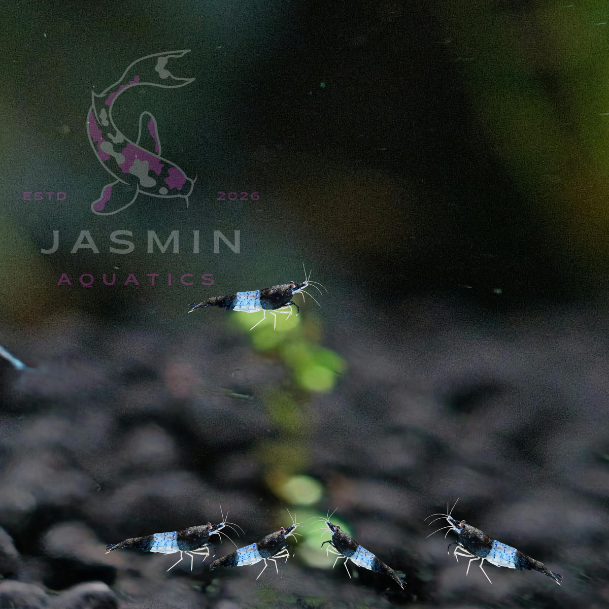 Carbon Rili shrimp (Neocaridina davidi)