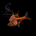 The Harlequin Rasbora (Trigonostigma heteromorpha)