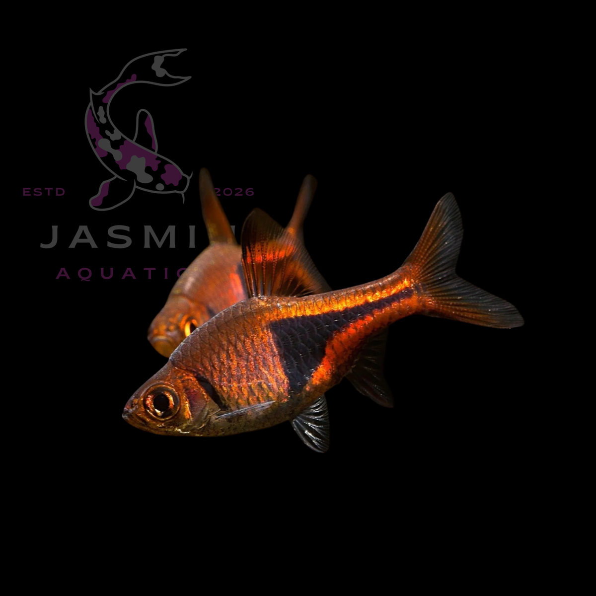 The Harlequin Rasbora (Trigonostigma heteromorpha)
