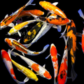 Koi Fish Assorted