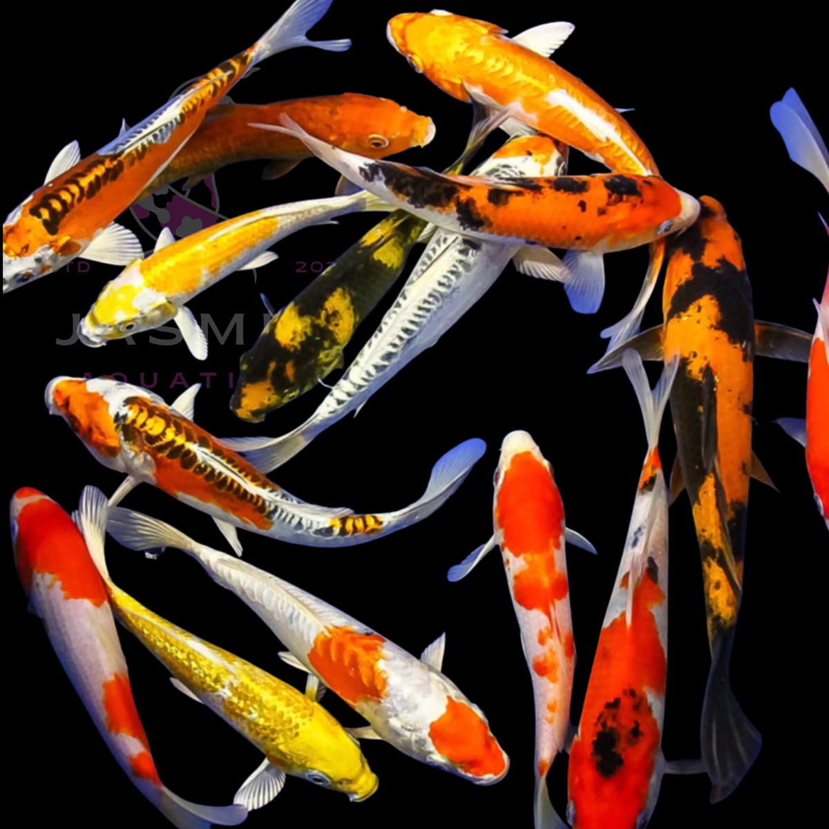 Koi Fish Assorted