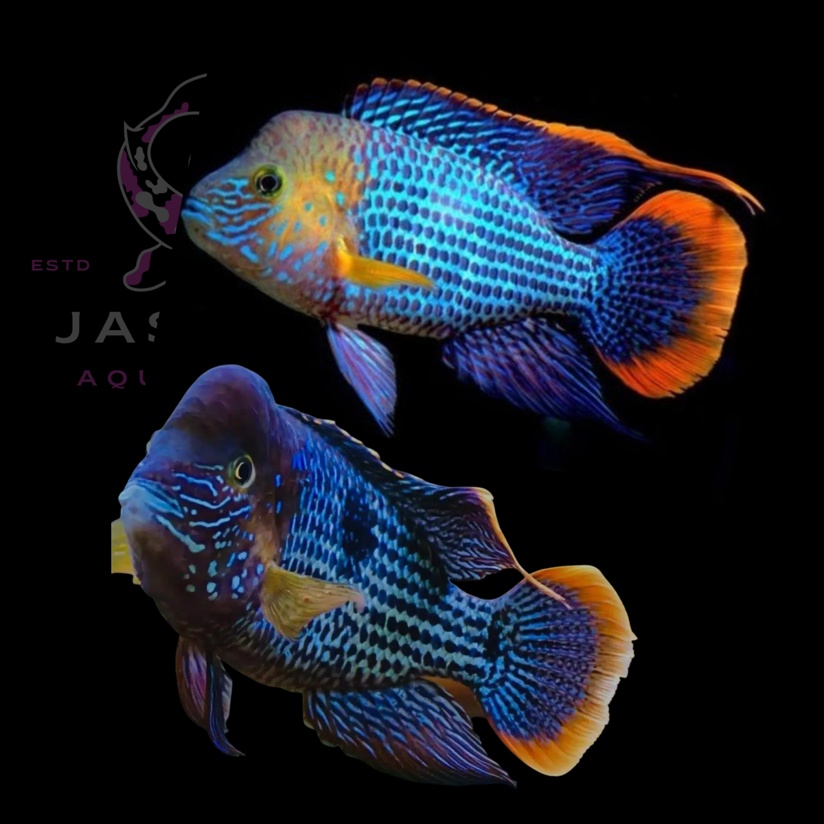 Green Terror Cichlid (Andinoacara rivulatus)