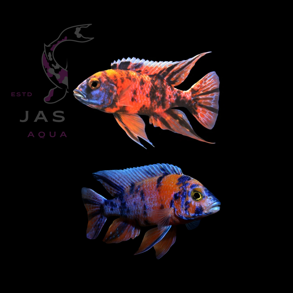 Peacock Cichlids (genus Aulonocara)