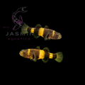 Freshwater Bumblebee Goby (Brachygobius spp.)