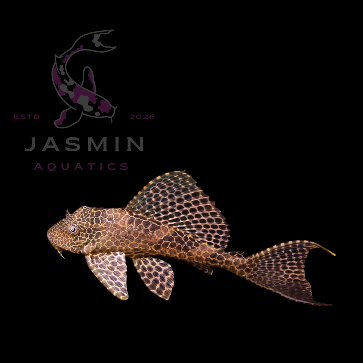 Hi-Fin Red Pleco (Red Sailfin or Albino Red-Eyed Hi-Fin 3"