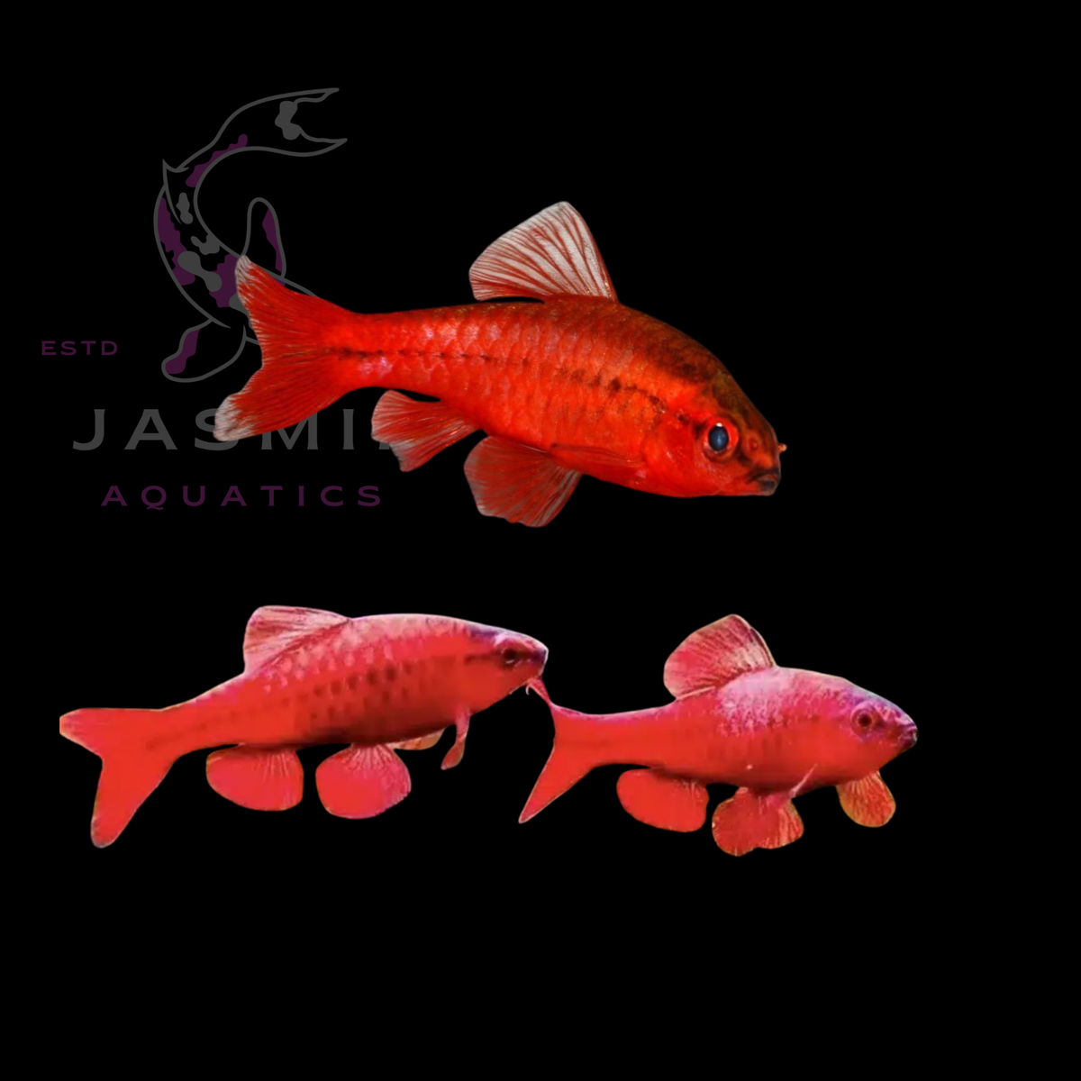 Cherry Barb (Rohanella titteya, formerly Puntius titteya)