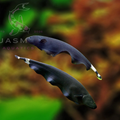 Black Ghost Knifefish (Apteronotus albifrons) 8-9cm