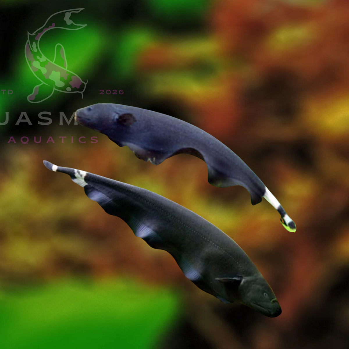 Black Ghost Knifefish (Apteronotus albifrons) 8-9cm