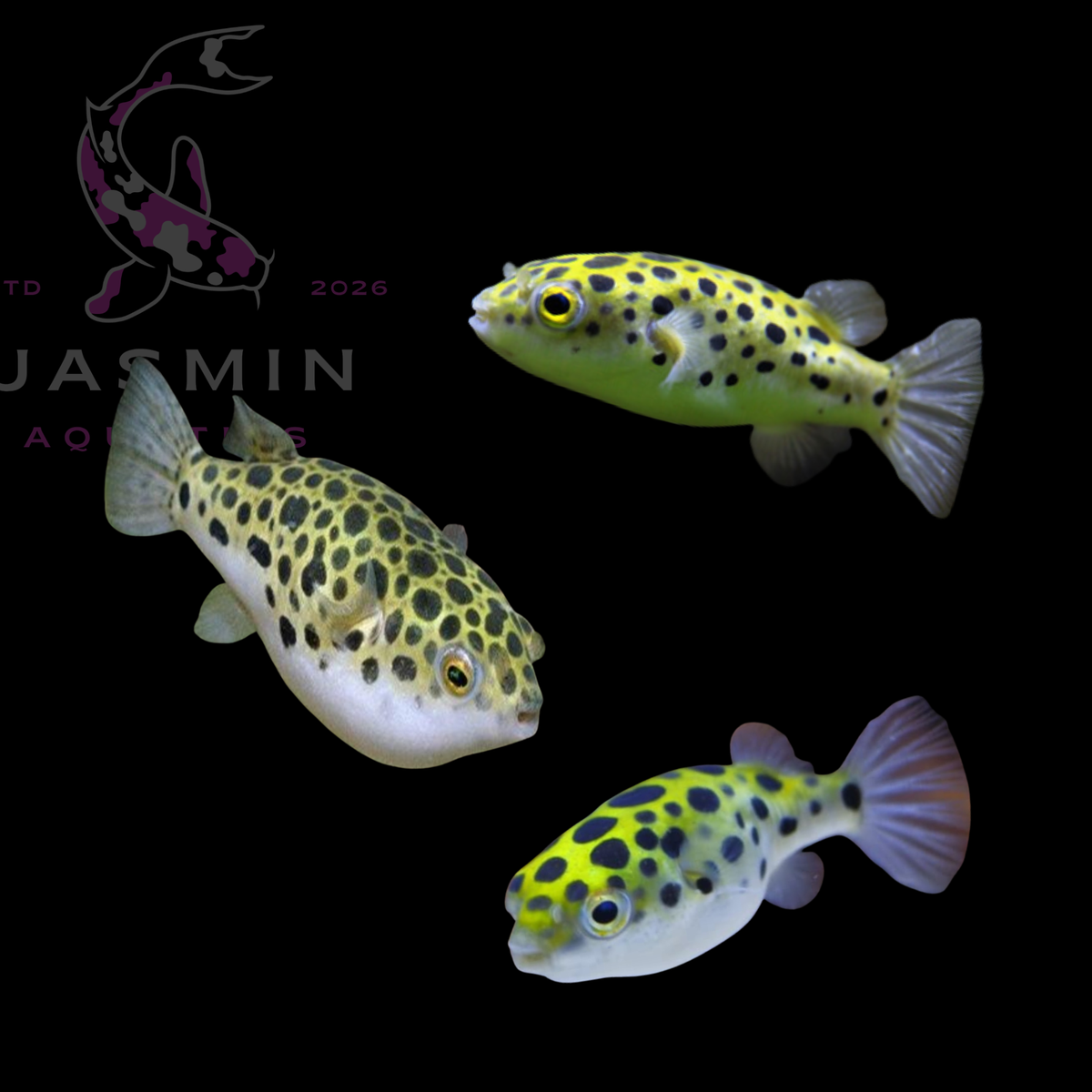 Green Spotted Puffer (Dichotomyctere nigroviridis) 3"