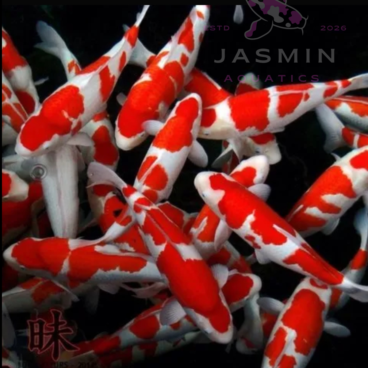 Red & White Koi  Fish - Kōhaku 6"