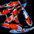 Koi Fish - Gosanke 6"