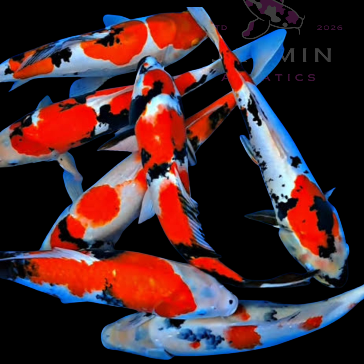 Koi Fish - Gosanke 6"