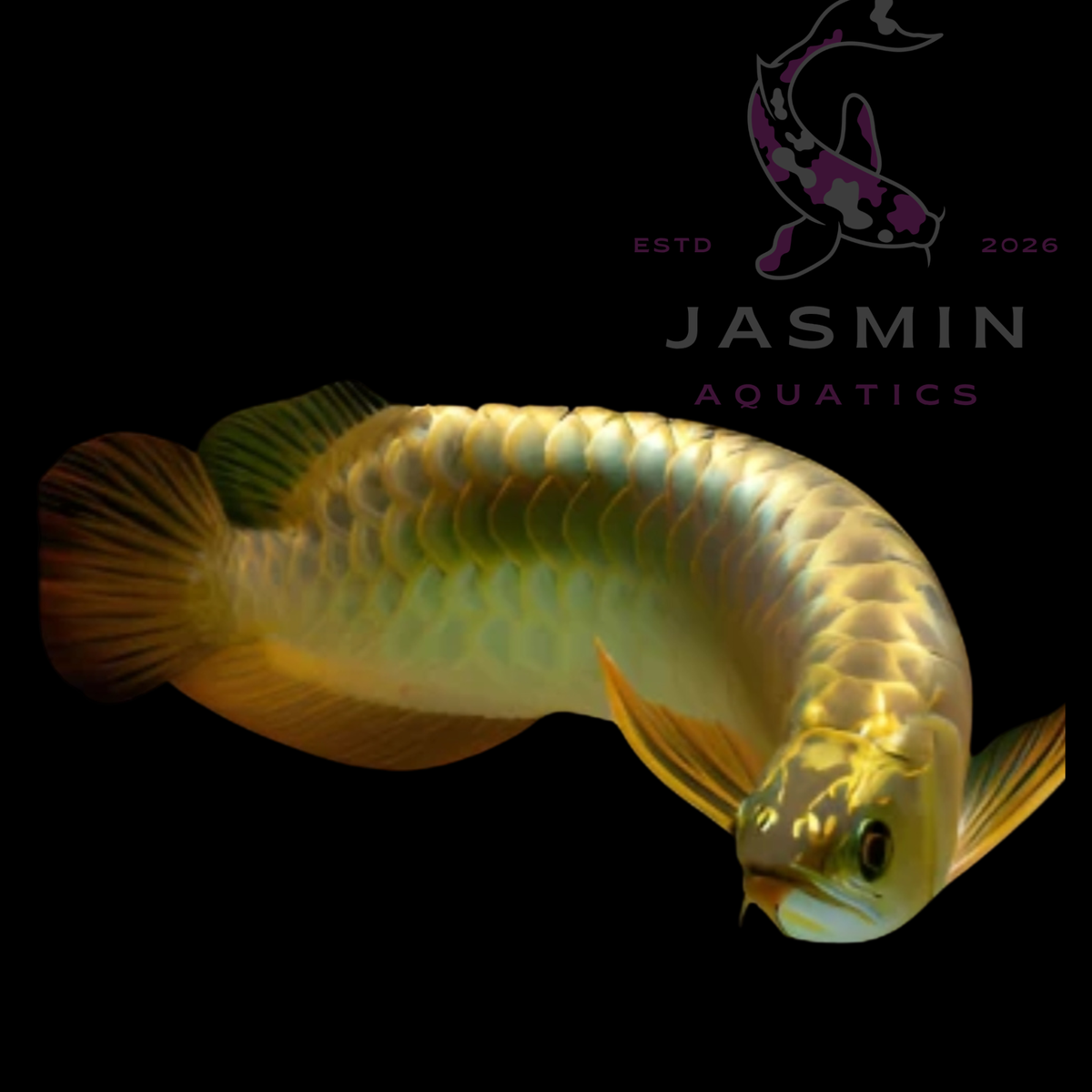 High Back Golden Arowana (Scleropages formosus)5-6"