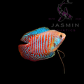 Dwarf Gourami (Trichogaster lalius)