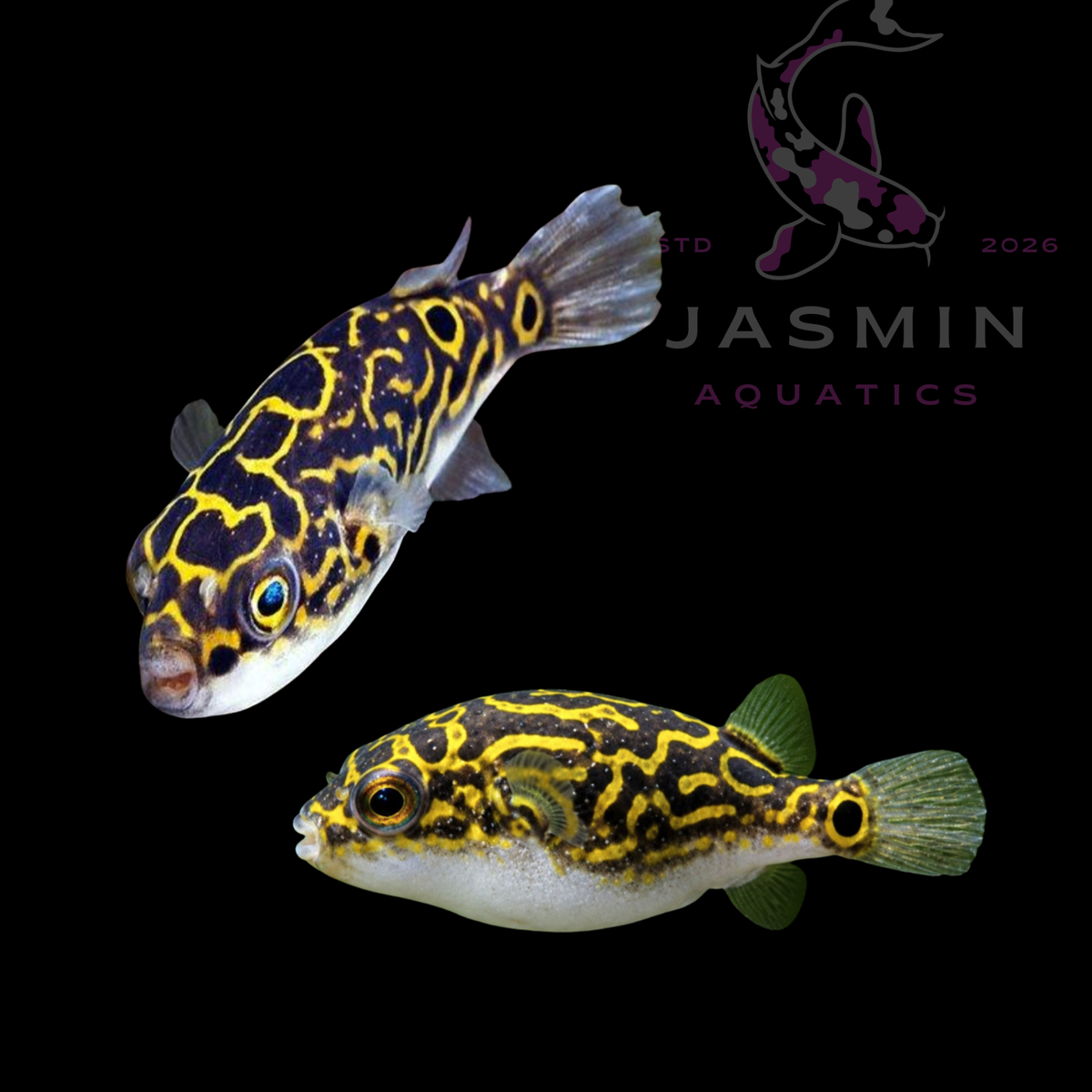 Figure 8 Puffer (Dichotomyctere ocellatus)