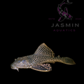 Common Pleco (Hypostomus plecostomus) Black