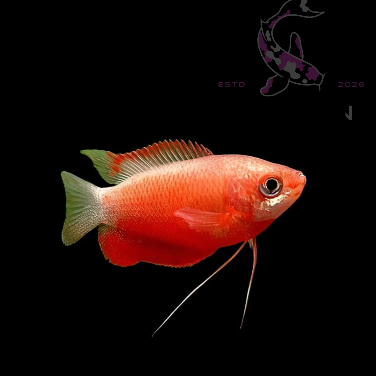 Red Honey Gourami (Trichogaster chuna) 3"