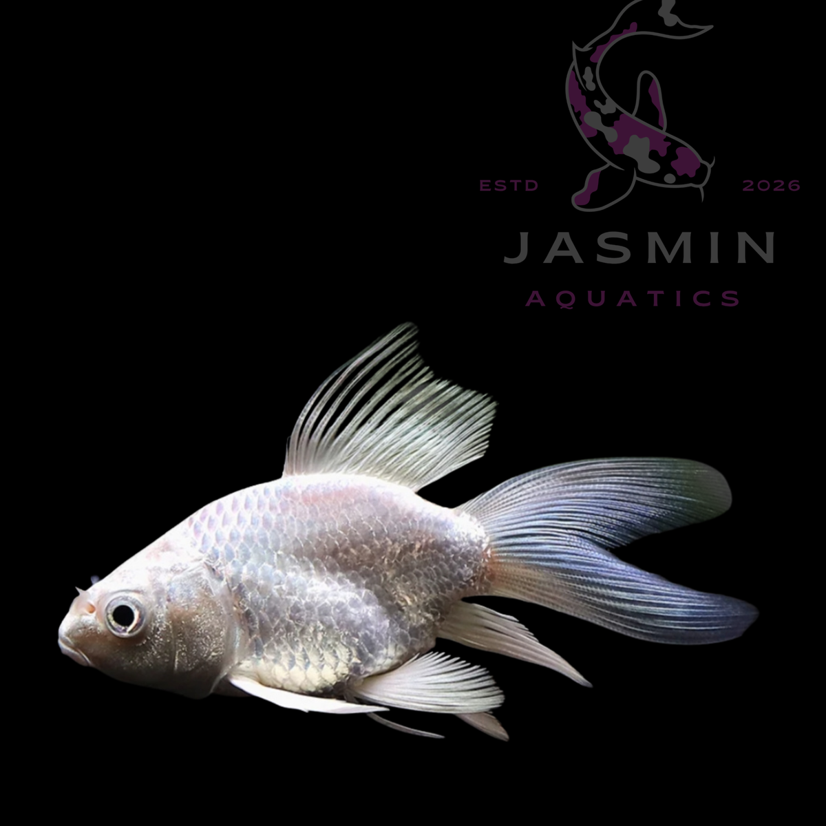 Platinum Short Body Koi 4-5"