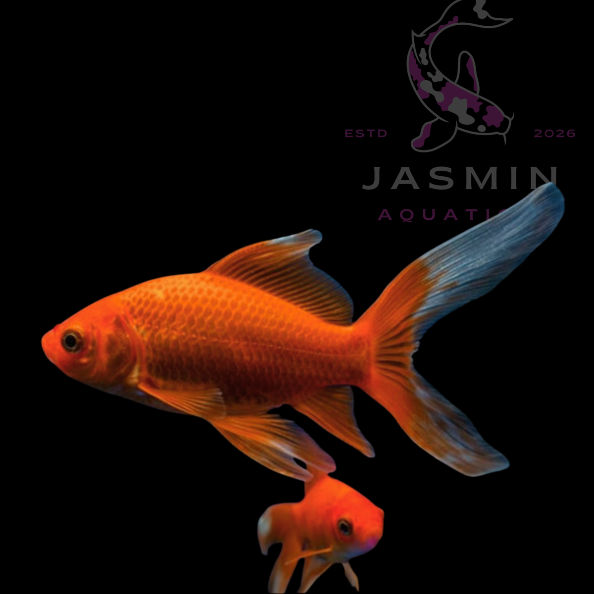 Red Comet Goldfish (Carassius auratus)