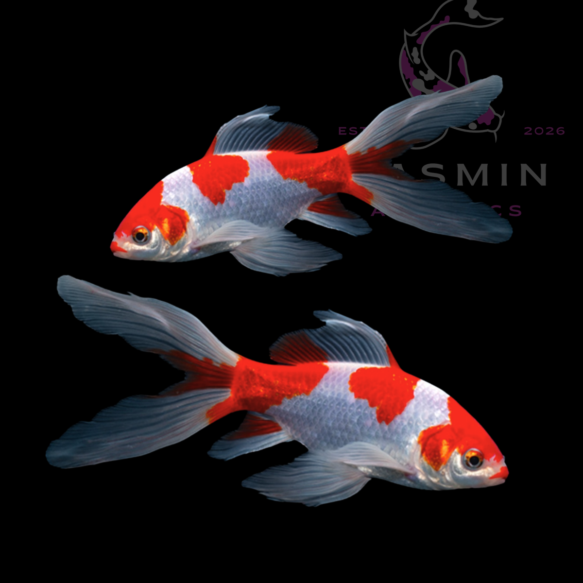 Red and White Comet Goldfish (Sarasa Comet)