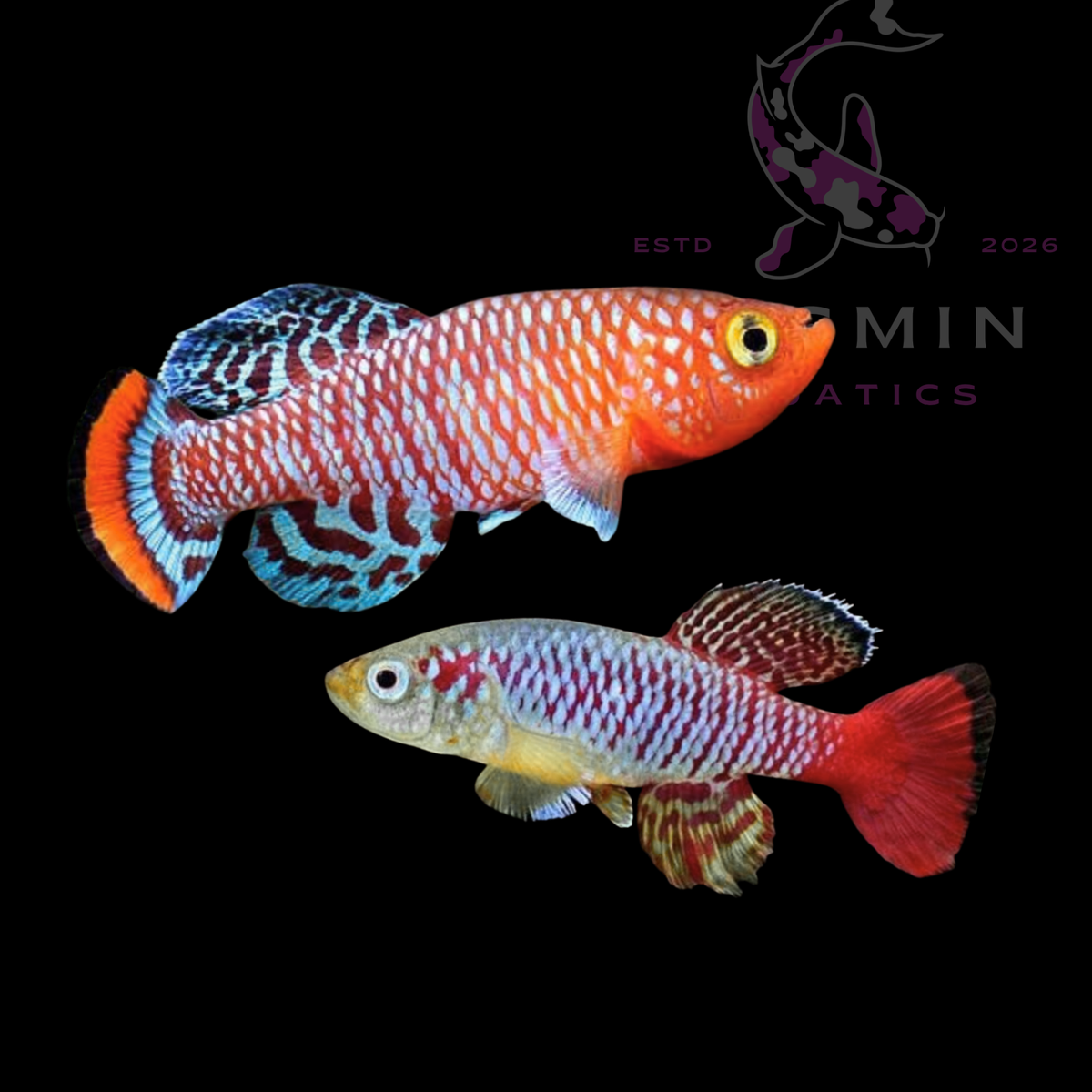 Red Tail Notho Killifish (Nothobranchius guentheri)