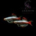 White Cloud Mountain Minnow (Tanichthys albonubes)