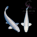 Platinum Ogon (Purachina Ogon) 6-7"