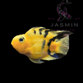 Yellow Tiger Parrot Cichlid 5"